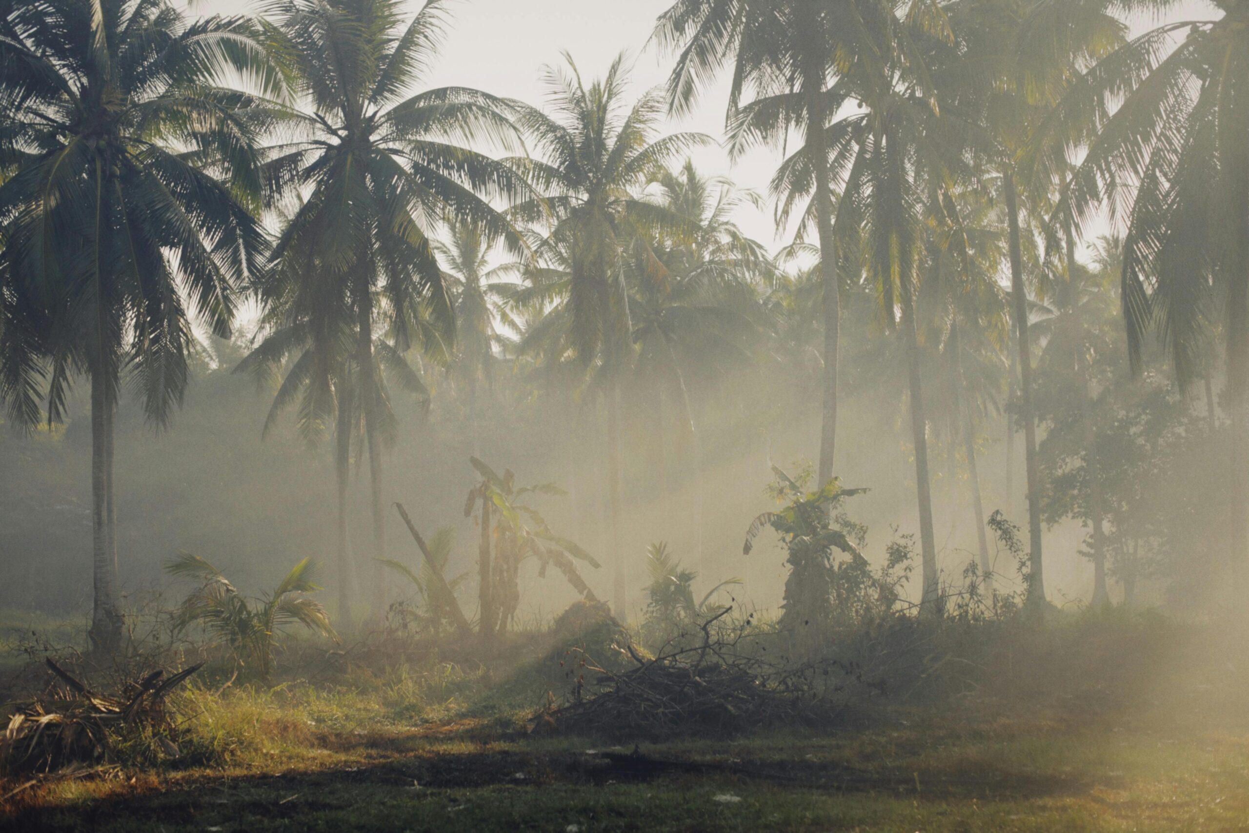 A serene view of a tropical coconut palm forest bathed in morning mist and sunlight.